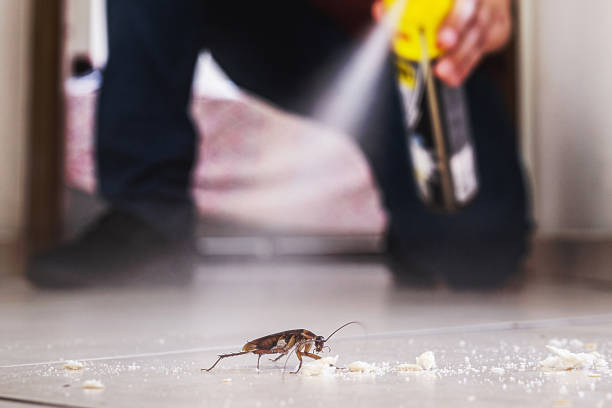 Best Spider Control Near Me  in Evergreen, CO